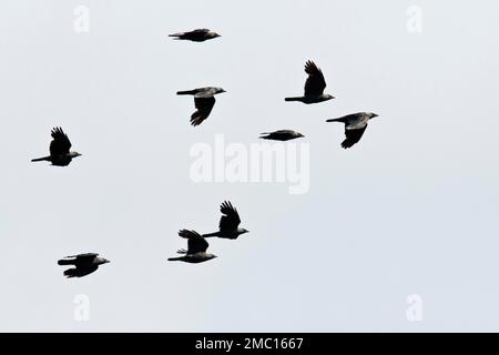 Jackdaws (Corvus monedula), vol, Emsland, Basse-Saxe, Allemagne Banque D'Images