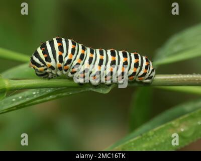 Un gros plan naturel sur la chenille colorée de papillio machaon ou le papillon à queue de cyprès de l'ancien monde Banque D'Images