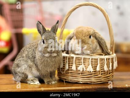 Shenyang. 20th janvier 2023. Cette photo prise le 20 janvier 2023 montre des lapins dans un café de lapin à Shenyang, capitale de la province de Liaoning, dans le nord-est de la Chine. À l'approche de la nouvelle année lunaire chinoise du lapin, un café de lapin à Shenyang a gagné en popularité parmi les résidents locaux. Credit: Yao JIANFENG/Xinhua/Alay Live News Banque D'Images