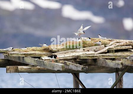 Sterne arctique (Sterna paradisaea) débarquant sur une plate-forme de reproduction, l'oystercatcher eurasien (Haematopus ostralegus) devant, Varanger, Finnmark, Norvège Banque D'Images