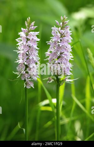 Heath Orchid à pois floraison en été Banque D'Images