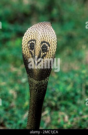 Serpent, cobra indienne cobra indienne spectaculaire (Naja naja), captive, le Madras Crocodile Bank Trust et le Centre d'Herpétologie près de Chennai, Tamil Banque D'Images