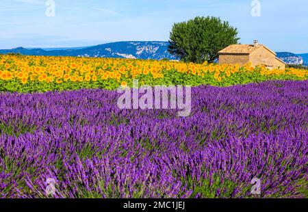 Champs de lavande et de tournesol sur le Palteau de Valensole, Alpes-de-haute-Provence, Provence, France Banque D'Images