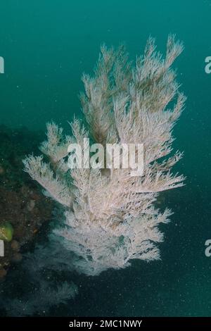Corail d'arbre de Noël (Antipates dendrochristos), corail de brousse, site de plongée Aliwal Shoal, Umkomaas, KwaZulu Natal, Afrique du Sud Banque D'Images