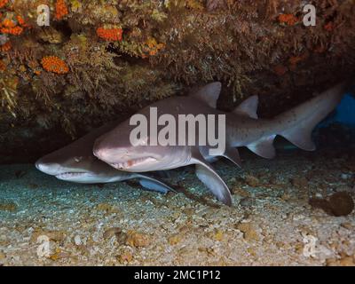 Deux requins tigres de sable (Carcharias taurus) dans leur coin. Site de plongée Protea Banks, Margate, KwaZulu Natal, Afrique du Sud Banque D'Images