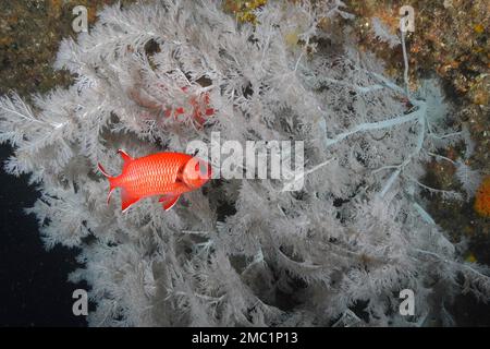 Poisson-soldat à franges blanches (Myripristis murdian) devant le corail de l'arbre de Noël (Antipathes dendrochristos), corail de brousse, site de plongée Aliwal Shoal Banque D'Images