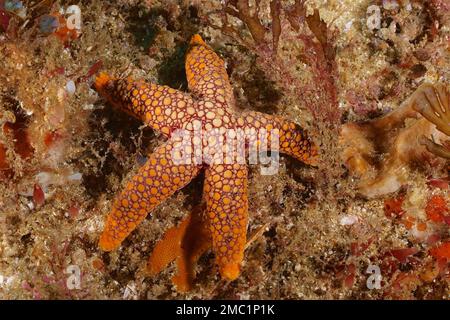 Étoiles de mer à pois rouges (Ferdina mena), étoiles de mer, site de plongée Aliwal Shoal, Umkomaas, KwaZulu Natal, Afrique du Sud Banque D'Images