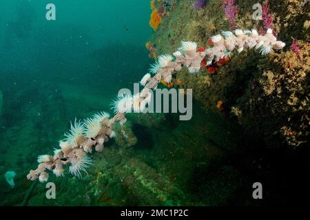 Anemone tigre, wrapper gorgonien (Nemanthus annamensis), site de plongée de Aliwal Shoal, Umkomaas, KwaZulu Natal, Afrique du Sud Banque D'Images