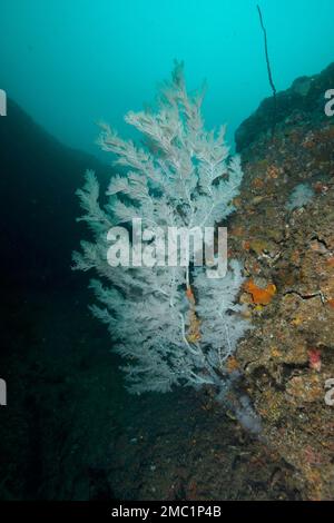 Corail d'arbre de Noël (Antipates dendrochristos), corail de brousse, site de plongée Aliwal Shoal, Umkomaas, KwaZulu Natal, Afrique du Sud Banque D'Images