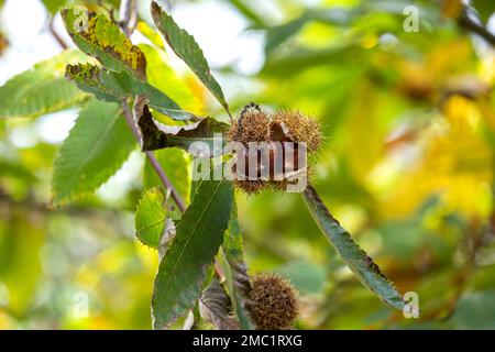 Châtaignier doux (Castanea Sativa)bur avec des fruits, des capsules de graines de cupules épineuses Banque D'Images