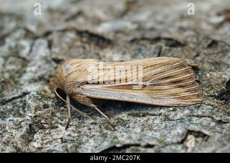 Gros plan détaillé sur un papillon de wainscot fraîchement sorti aux épaules, Leucania virgule sur un morceau de bois dans le jardin Banque D'Images