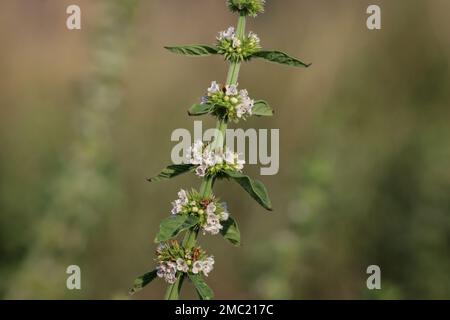 Fleurs blanches du gitsymoût (nom latin : Lycopus europaeus) dans le nord du Monténégro Banque D'Images