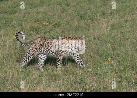 Le léopard se promonne dans les herbes courtes de savane verte du parc national Kruger, en Afrique du Sud Banque D'Images