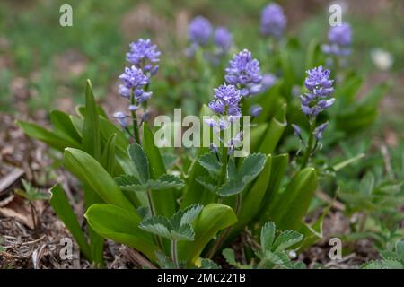 Callioul pyrénéen ( Scilla lilio-jacinthus) fleurs violettes Banque D'Images