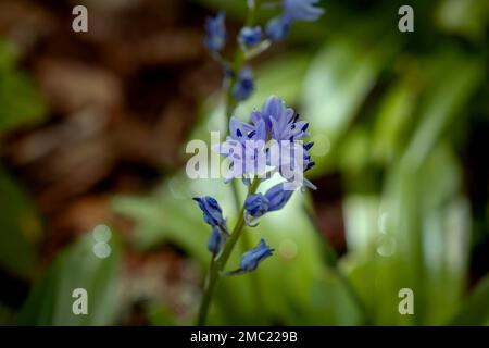 Le calmar pyrénéen (Scilla lilio-jacinthus) est une fleur pourpre Banque D'Images