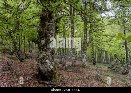 Forêt de printemps de hêtre européen (Fagus sylvatica) avec un nouveau feuillage vert frais Banque D'Images