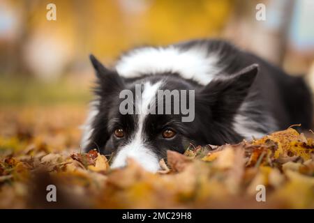 Joli motif Collie à bordure en automne. Le chien noir et blanc obéissant se trouve dans les feuilles mortes en octobre. Banque D'Images