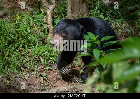 Ours du soleil (Helarctos malayanus) au Centre de réadaptation, Sepilok Banque D'Images