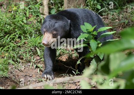 Ours du soleil (Helarctos malayanus) au Centre de réadaptation, Sepilok Banque D'Images