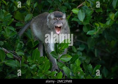 Macaque à queue longue (macaque mangeant du crabe), Bornéo, Malaisie Banque D'Images