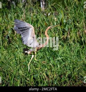 Héron violet (Ardea purpurea), Bornéo Banque D'Images