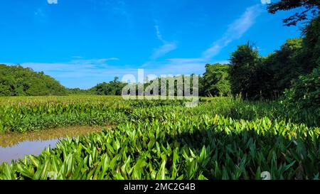 Lac OX-Bow surcultivé avec de la jacinthe d'eau, Kinabatangan, Bornéo Banque D'Images