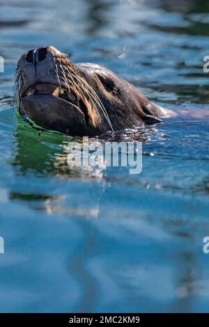 California Sea Lion, Zalophus californianus, en attente des parties de poissons à Charleston Marina sur la côte de l'Oregon, Etats-Unis Banque D'Images