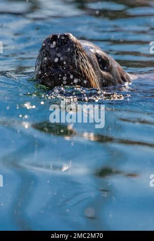 California Sea Lion, Zalophus californianus, en attente des parties de poissons à Charleston Marina sur la côte de l'Oregon, Etats-Unis Banque D'Images