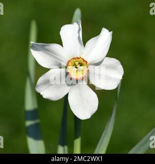 Dichternarzisse, Narcisse Poeticus, ist eine Heilpflanze mit einem betoerenden Duft und weissen Blueten. Narcissus du poète, Narcissus Poeticus, est un M. Banque D'Images