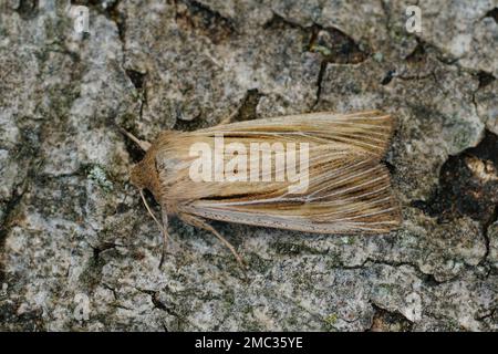 Gros plan détaillé sur un papillon de wainscot fraîchement sorti aux épaules, Leucania virgule sur un morceau de bois dans le jardin Banque D'Images