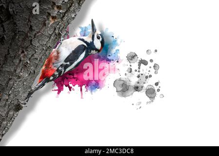 Ma propre photographie d'oiseaux que je consens sur l'ilustration en utilisant l'effet d'aquarelle manuel dans Photoshop Banque D'Images