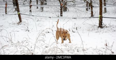 Mélange de staffordshire Terrier pendant la journée froide en hiver. Chien dans la neige. Banque D'Images