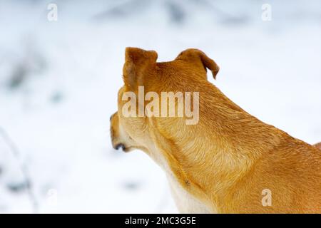 Mélange de staffordshire Terrier pendant la journée froide en hiver. Chien dans la neige. Banque D'Images