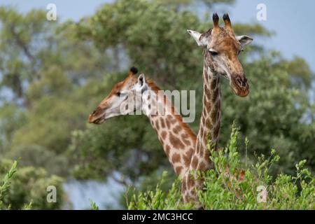 Portrait de deux girafes l'une regardant la caméra et une vue latérale de l'autre dans le parc national Kruger, Afrique du Sud Banque D'Images