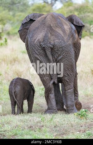 Mère et bébé éléphant d'Afrique marchant loin de l'appareil photo dans le parc national Kruger, Afrique du Sud Banque D'Images