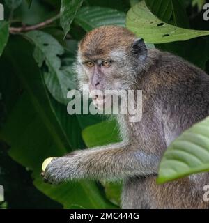 Macaque à queue longue (macaque mangeant du crabe) manger des boutons de fleurs, Bornéo, Malaisie Banque D'Images