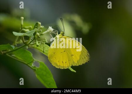 Common Grass Yellow (Eurema hecabe) Stock Photo