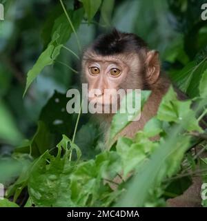 Macaque à queue de porc (Macaca nemestrina) Banque D'Images