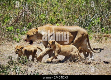 24 septembre 2022, Tanzanie, Nyabogati: Une lionne (Panthera leo) marche avec ses petits le long du bord de la route de la forêt dans le parc national de Serengeti. Le parc du nord du pays est l'un des parcs nationaux les plus connus et les plus grands du monde et fait partie du patrimoine naturel mondial de l'UNESCO. Photo: Soeren Stache/dpa Banque D'Images