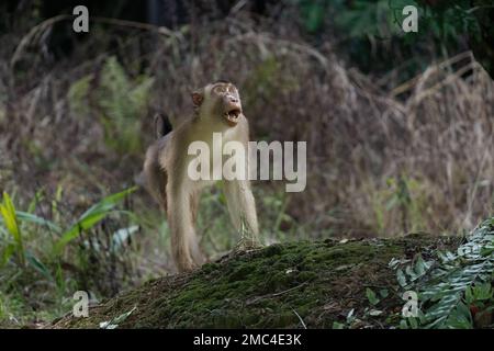 Macaque à queue de porc (Macaca nemestrina) Banque D'Images