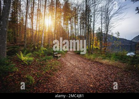 Beau sentier et banc en bois avec une végétation d'automne colorée par le lac Alpsee près de Fussen - Schwangau, Bavière, Allemagne Banque D'Images