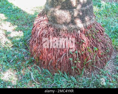 Gros plan sur la base de l'arbre de noix de coco avec des racines rouges Banque D'Images