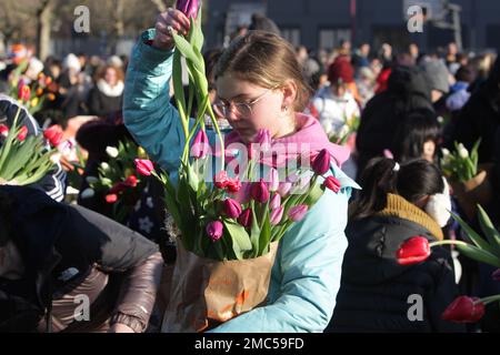 Les gens assistent à la Journée nationale des tulipes au Museumplain de 21 janvier 2023 à Amsterdam, pays-Bas. Aujourd'hui marque le début officiel de la saison de la tulipe avec un jardin spécial de cueillette de tulipes où les gens peuvent cueillir des tulipes gratuitement. Cette année ont une célébration supplémentaire, le 10th anniversaire du jardin de cueillette, organisé par les producteurs de tulipes néerlandais, Museumplein d'Amsterdam est rempli d'environ 200 000 tulipes. Ces tulipes sont spécialement disposées pour faire un jardin temporaire géant. Quelque 1,7 milliards de tulipes hollandaises devraient faire entrer le printemps dans les foyers du monde entier. (Photo de Paulo Amorim/Sipa USA Banque D'Images