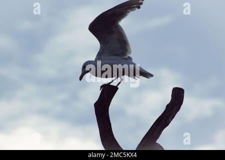 Vue à angle bas du mouette debout sur bois Banque D'Images