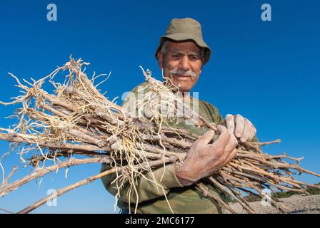 viticulteur à la plantation Banque D'Images