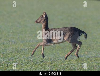 Un cerf-laque adulte qui traverse la culture agricole, se lève à tous les pieds du sol et montre sa dressage se déplace Un matin gelé. Suffolk Royaume-Uni. Banque D'Images