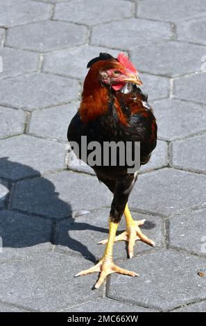 Poulet, Haushuhn, coq domestique, Gallus gallus domesticus, házi tyúk, Grottes de Batu, Kuala Lumpur, Malaisie, Asie du Sud-est Banque D'Images