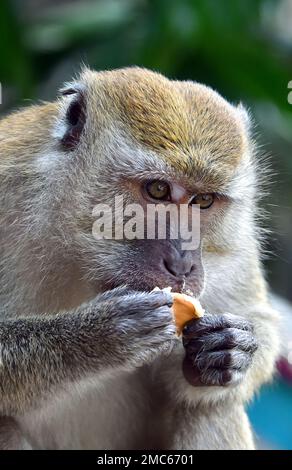 Macaque à queue longue (Macaca fascicularis) aux grottes de Batu, Javaneraffe, crabier macaque, Kuala Lumpur, Malaisie, Asie du Sud-est Banque D'Images