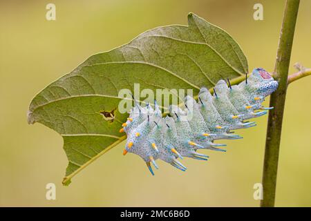 Atlas Moth de Lorquin (Atacus lorquini) caterpillar se nourrissant d'Ailanthus (Ailanthus altissima). Photographié aux Philippines. Banque D'Images