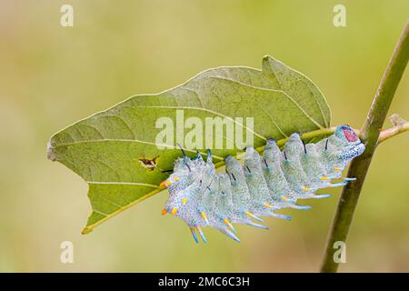 Atlas Moth de Lorquin (Atacus lorquini) caterpillar se nourrissant d'Ailanthus (Ailanthus altissima). Photographié aux Philippines. Banque D'Images